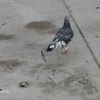 کبوتر رنگی پرشی|پرنده|تاکستان, |دیوار