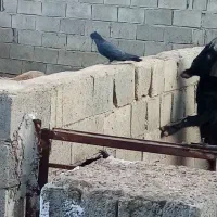 کبوتر الماسی