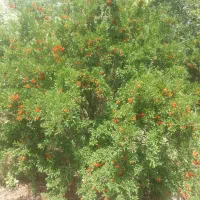 سیم۰۹۱۶۳۶۱