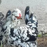 نیمچه خروس گلین اصل ،تخم نطفه دار به شرط