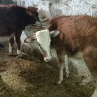 گاو گوساله نر|حیوانات مزرعه|جوانرود, |دیوار