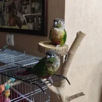 فروش گرینچیک مولد و تکی بشرط