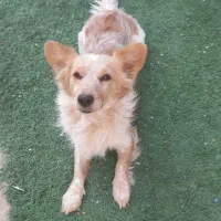 سگ پامر|سگ|بندر ماهشهر, |دیوار