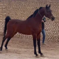 اسب عرب مدارک کامل