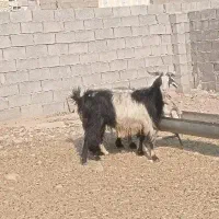 بز داشتی ابستن