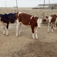 گوساله ماده سیمنتال قرمز شرابی
