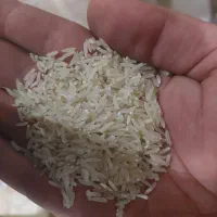 خرید وفروش انواع برنج ایرانی فجر.هاشمی.خرده برنج|عمده‌فروشی|شیراز, فرهنگ شهر|دیوار