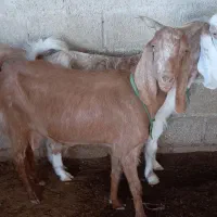 فروش بز دورگ آبستن|حیوانات مزرعه|گله دار, |دیوار