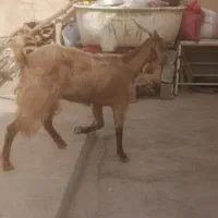 بزدوتا وکهره شیری