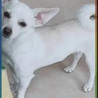 سگ گم شده