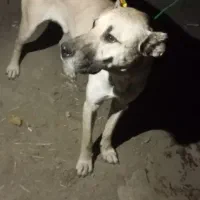 سگ عالی توله 7ماهه