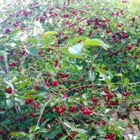 زمین گلخانه ای سند تک برگ|فروش دفتر صنعتی، کشاورزی، تجاری|تهران, چیتگر جنوبی|دیوار