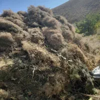 علف برای فروش