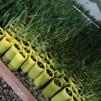 مجهول کش بافت عمانی اصل|خدمات باغبانی و درختکاری|کهنوج, |دیوار