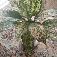 گل دیفن باخیا|گل و گیاه طبیعی|شیراز, شهرک مهرگان|دیوار