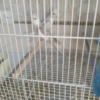 عروس هلندی مولد