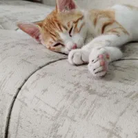 واگذاری|گربه|ساری, |دیوار