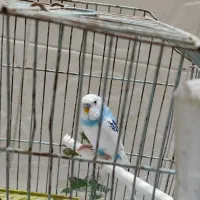 مرغ عشق نر بشرط نطفه