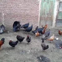 بوقلمون|حیوانات مزرعه|عجب شیر, |دیوار