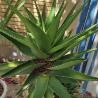 درختچه مصنوعی و طبیعی|گل مصنوعی|شیراز, آزادگان|دیوار