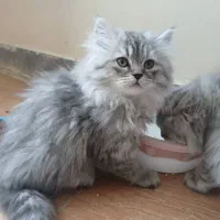 توله پرشین کلاسیک|گربه|شیراز, شهرک گلستان|دیوار