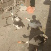 غاز|حیوانات مزرعه|خاوه, |دیوار
