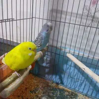 مرغ عشق و عروس هلندی