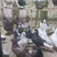 بارجدید ۱۰۰کفتر صاف