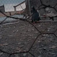 سبز.مینا.دمسبز سرخ دم سفید.سینه سیاه