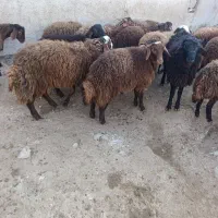 بره ریز و درشت گوشتی درجه یک