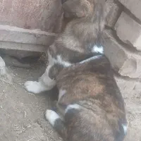 سگ پا کوتاه