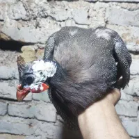 مرغ شاخدار