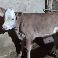 گاو وگوساله سیمنتال|حیوانات مزرعه|تکاب, |دیوار