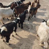 ۱۰ بز و ۱۰ بزغاله|حیوانات مزرعه|پلدختر, |دیوار