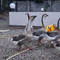 قوغاز آفریقایی قو غاز