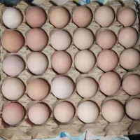 تخم مرغ رسمی اصل گلپایگان وزن کارتن11تا11.5کیلو