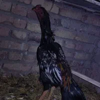 خروس لاری اصیل معاوضه هم دارم