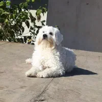 سگ‌مالتیزفقط‌جهت‌جفت‌گیری