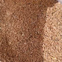 ۸۰۰ کیلو گندم کیلو ۵۵
