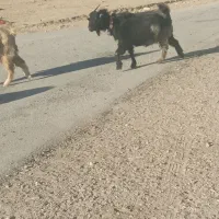 9راس  بز درجع یک|حیوانات مزرعه|بروجن, |دیوار