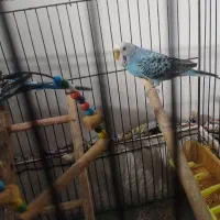 سه تا مرغ عشق