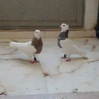 یک جفت طوقی