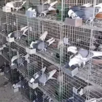 قفس تاشو برای جوجه کشی