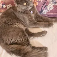 راشن بلو اصیل