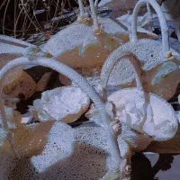 فروش تعدادی لوازم مغازه ارایشی..باقیمت توافقی|فروشگاه و مغازه|اصفهان, ارزنان|دیوار