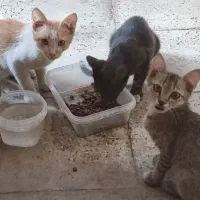 واگذاری سه بچه گربه رایگان