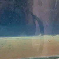 ماهی آکواریم