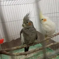 عروس هلندی جفت|پرنده|کوهدشت, |دیوار