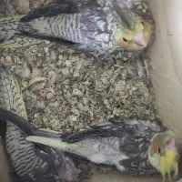 طوطی عروس|پرنده|لنگرود, |دیوار