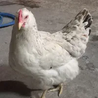 مقداری وسایل منزل